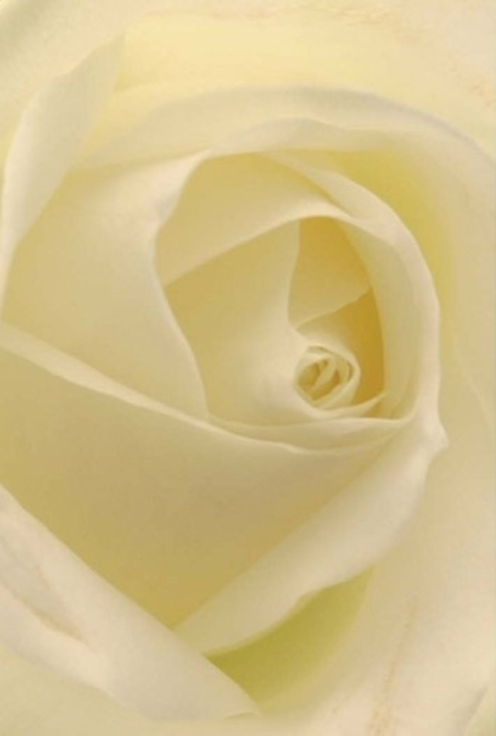 Gaze closely into this delicate white rose, photographed as if bathed in soft, natural light streaming through Putney's leafy streets. Each petal is layered with purposeful loyalty, the gradation from creamy white to hint-of-ivory recalling the detailed craftsmanship seen in Putney's historic churches and riverside gardens. The bloom's spiraling core suggests purity and strength, evoking the spirit of community found along Putney Bridge and Lower Common South. There is a sense of serenity to the image-a sophisticated tranquility that fits most any occasion, from romantic gestures whispered in local cafes to an elegant centrepiece at a wedding overlooking the river. Subtle shadows provide gentle relief, while the rose's near-perfection is punctuated by slight variations in hue and depth, enhancing its organic beauty. The scent, though only imagined, feels fresh and serene, making this arrangement a fitting messenger for everything from apologies to celebrations-each petal a note in Putney's unique floral harmony.